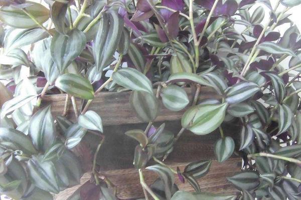 家庭養吊竹梅對風水的作用 家養吊竹梅有什么好處