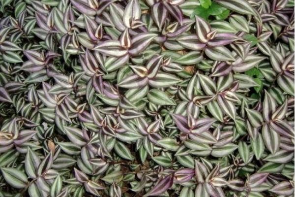 家庭養吊竹梅對風水的作用 家養吊竹梅有什么好處