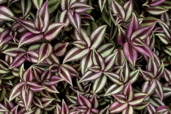 家庭養吊竹梅對風水的作用 家養吊竹梅有什么好處