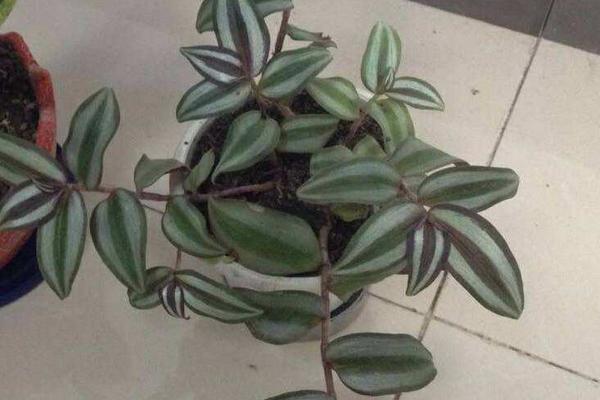 家庭養吊竹梅對風水的作用 家養吊竹梅有什么好處