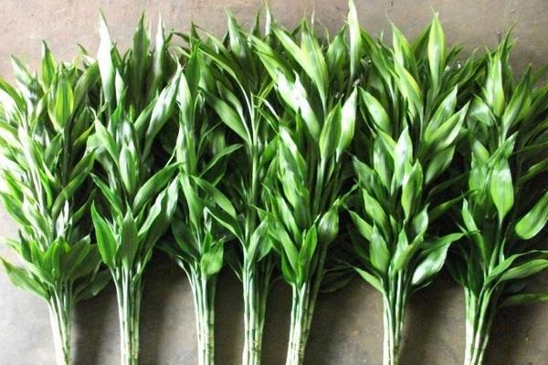 家庭養(yǎng)富貴竹一般養(yǎng)幾根（風(fēng)水角度） 富貴竹多少根招財(cái)又吉利