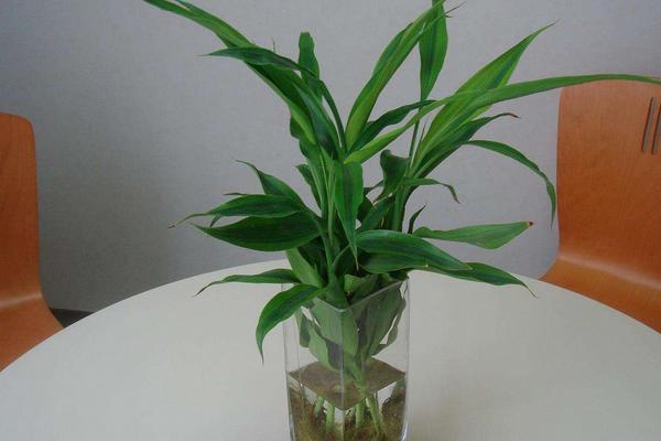 水培富貴竹的水臭了怎么辦 水養(yǎng)富貴竹修剪（圖解）