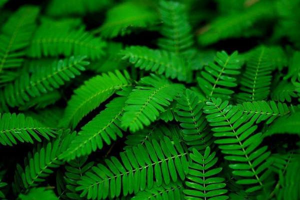 含羞草圖片大全 含羞草的特點