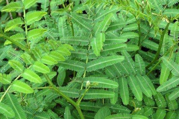 含羞草有毒嗎 含羞草能放在臥室養嗎