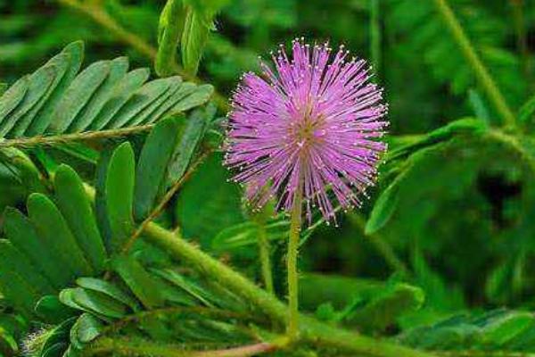 含羞草有毒嗎 含羞草能放在臥室養嗎