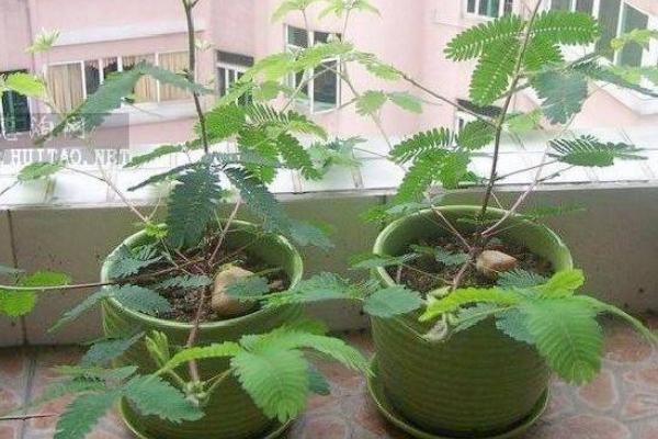 含羞草有毒嗎 含羞草能放在臥室養嗎