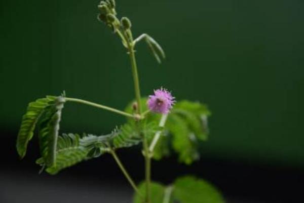 含羞草有毒嗎 含羞草能放在臥室養嗎