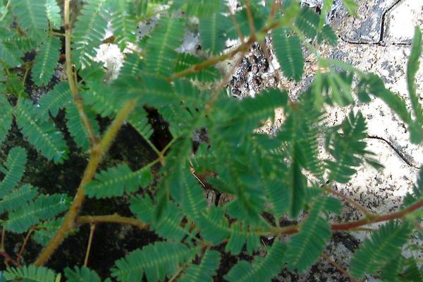 含羞草有毒嗎 含羞草能放在臥室養嗎