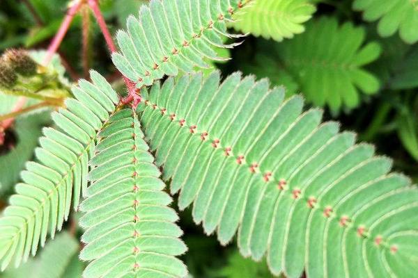 含羞草有毒嗎 含羞草能放在臥室養嗎