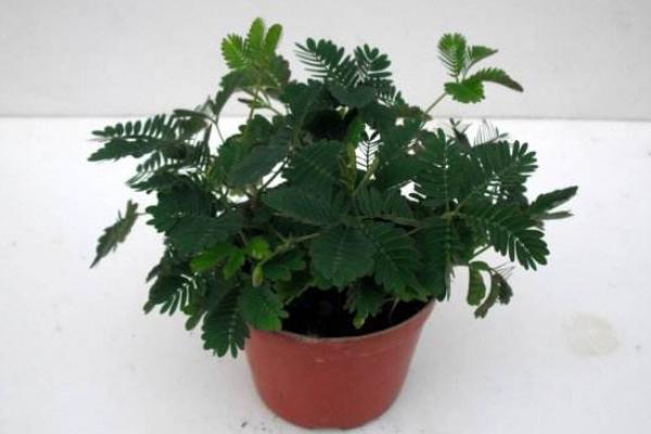 含羞草在風(fēng)水角度的作用   含羞草的養(yǎng)護(hù)要點(diǎn)