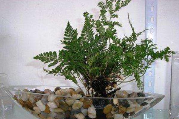 鐵線蕨水培養殖方法 鐵線蕨的繁殖方法