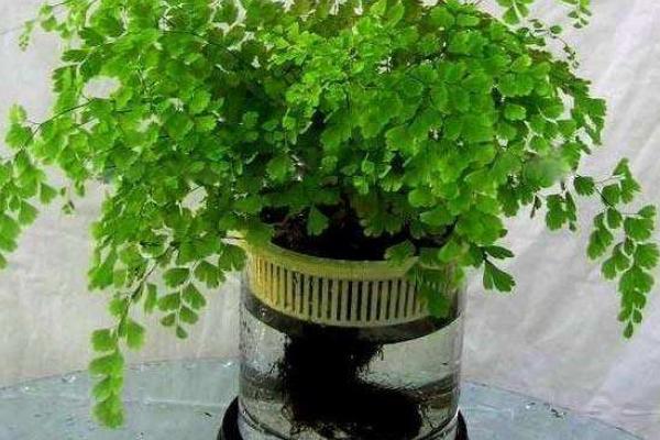 鐵線蕨水培養殖方法 鐵線蕨的繁殖方法