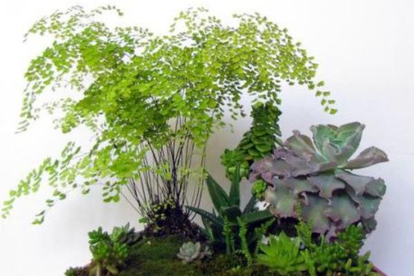 鐵線蕨水培養殖方法 鐵線蕨的繁殖方法