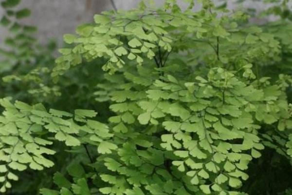 鐵線蕨水培養殖方法 鐵線蕨的繁殖方法