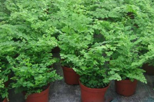 鐵線蕨水培養殖方法 鐵線蕨的繁殖方法