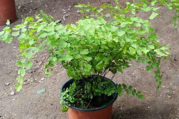 鐵線蕨水培養殖方法 鐵線蕨的繁殖方法