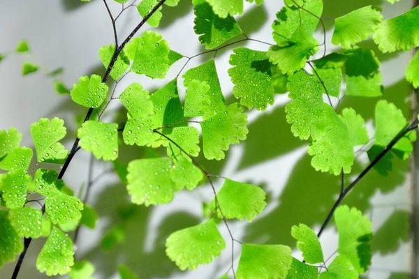 鐵線蕨怎么澆水 鐵線蕨爛根怎么辦