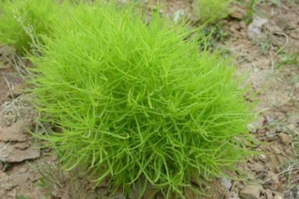 地膚子功效與作用及禁忌 地膚藥用價值