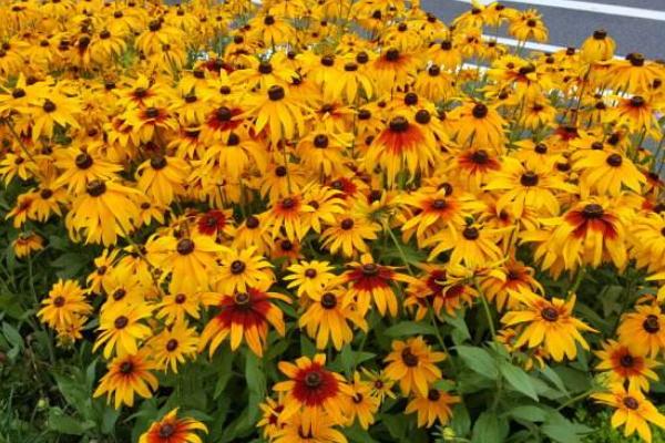 黑心菊圖片大全 黑心菊市場價值