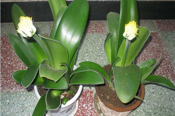 虎耳蘭圖片大全（含開花） 虎耳蘭市場價值