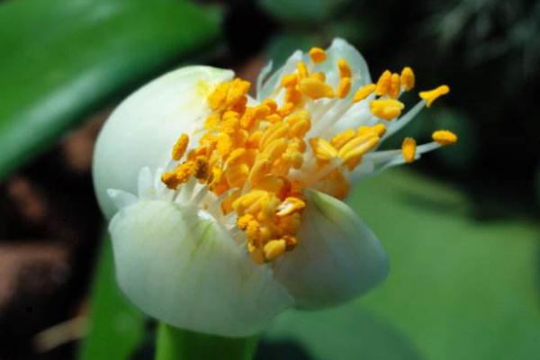 虎耳蘭有毒嗎 虎耳蘭能在室內(nèi)臥室養(yǎng)嗎