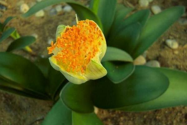 虎耳蘭有毒嗎 虎耳蘭能在室內(nèi)臥室養(yǎng)嗎