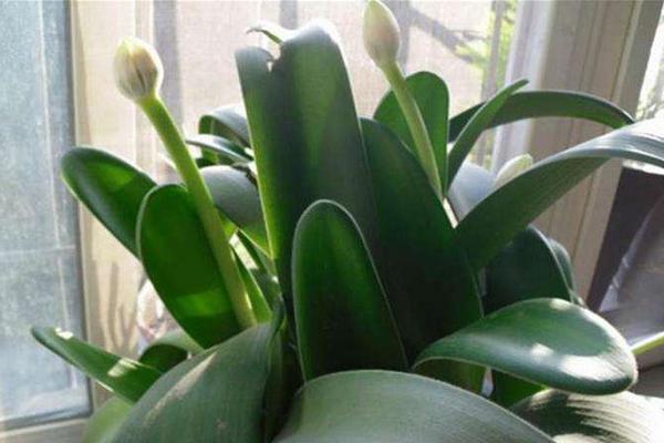 虎耳蘭有毒嗎 虎耳蘭能在室內(nèi)臥室養(yǎng)嗎