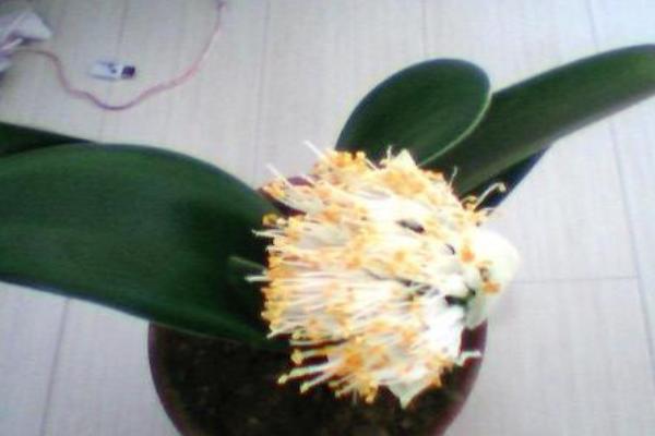 虎耳蘭有毒嗎 虎耳蘭能在室內(nèi)臥室養(yǎng)嗎