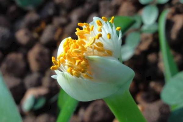 虎耳蘭有毒嗎 虎耳蘭能在室內(nèi)臥室養(yǎng)嗎