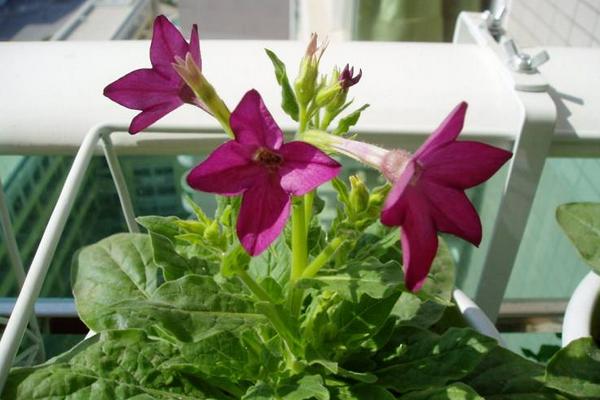 花煙草圖片大全 花煙草應用價值