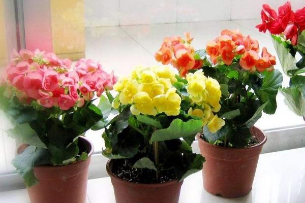 麗格海棠市場價格多少錢一盆 麗格海棠的品種有哪些