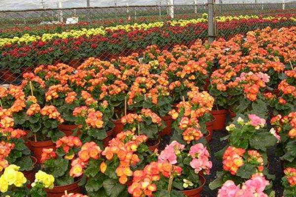 麗格海棠怎么摘心 麗格海棠扦插繁殖方法