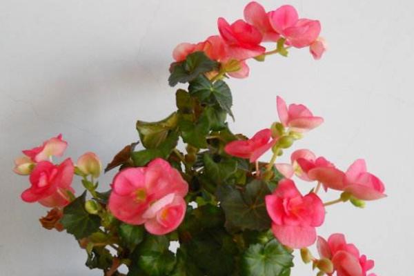 麗格海棠怎么摘心 麗格海棠扦插繁殖方法