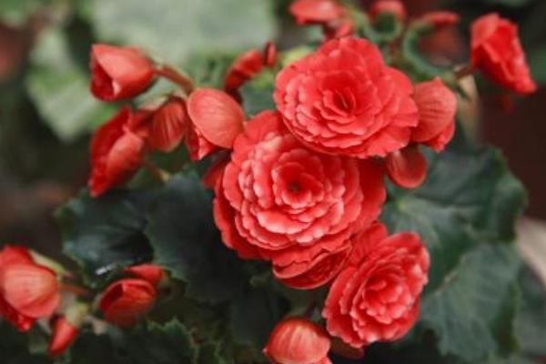 麗格海棠怎么摘心 麗格海棠扦插繁殖方法