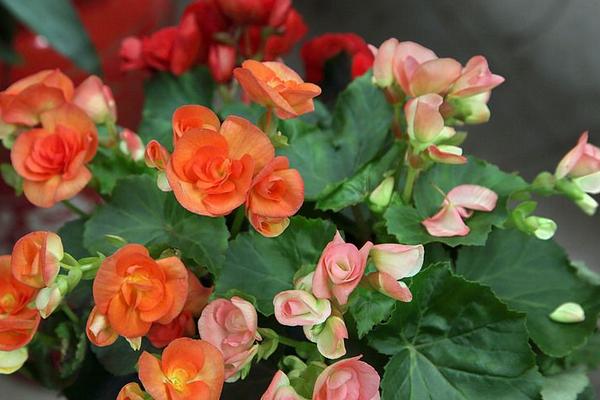 麗格海棠怎么摘心 麗格海棠扦插繁殖方法