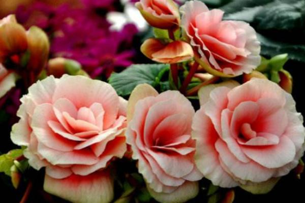 麗格海棠怎么摘心 麗格海棠扦插繁殖方法