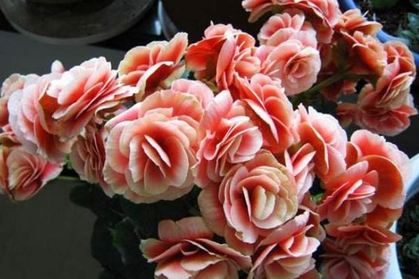 麗格海棠種子市場價格多少錢一斤 麗格海棠種子的種植方法