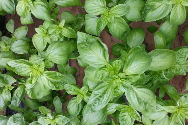 羅勒葉是什么味道 羅勒葉的功效作用