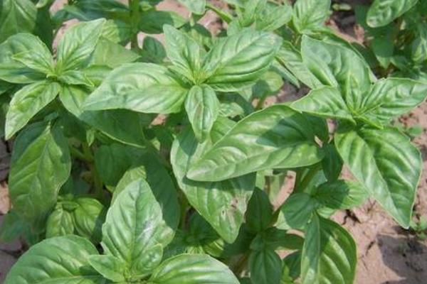 羅勒葉是什么味道 羅勒葉的功效作用