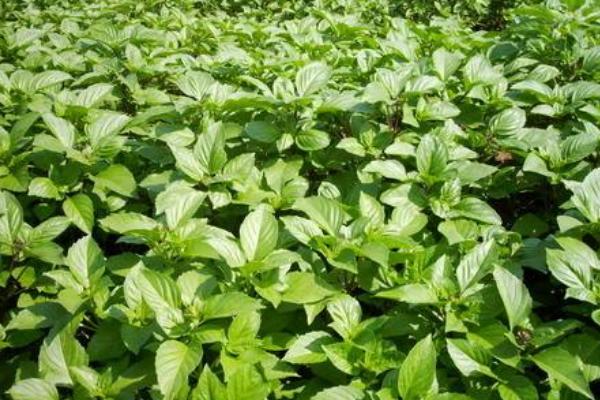 羅勒葉是什么味道 羅勒葉的功效作用