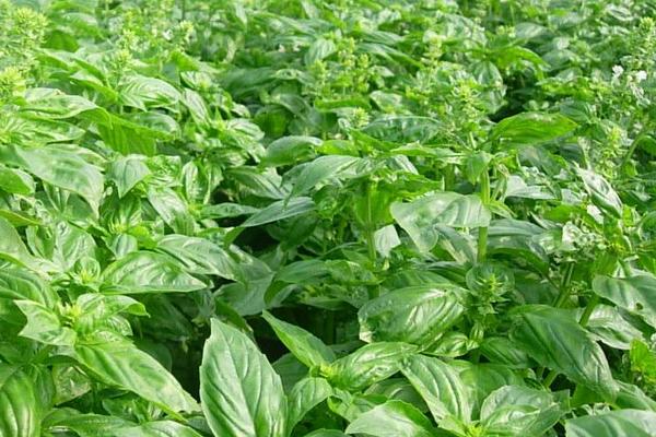 羅勒葉是什么味道 羅勒葉的功效作用
