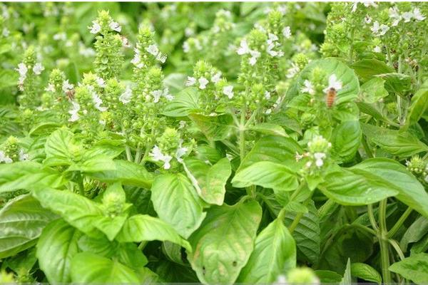 羅勒種子市場價格多少錢一斤 羅勒種子的種植方法