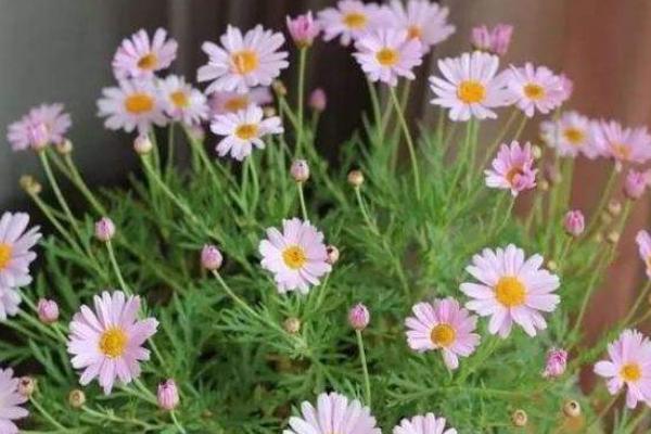 瑪格麗特圖片大全 瑪格麗特花語及寓意