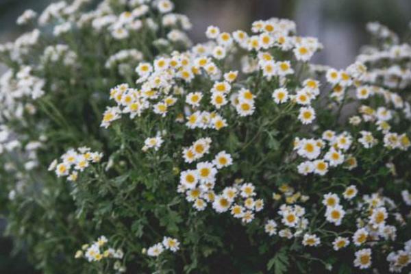 瑪格麗特怎么養 瑪格麗特養殖方法與注意事項