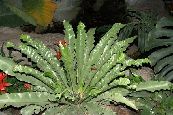 鳥巢蕨不發芽怎么辦 鳥巢蕨繁殖方法