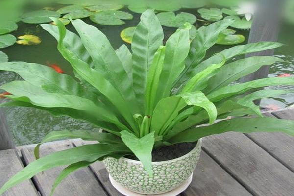 鳥巢蕨不發芽怎么辦 鳥巢蕨繁殖方法