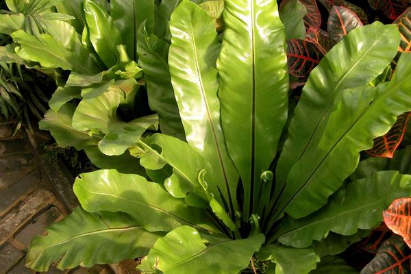 鳥巢蕨不發芽怎么辦 鳥巢蕨繁殖方法