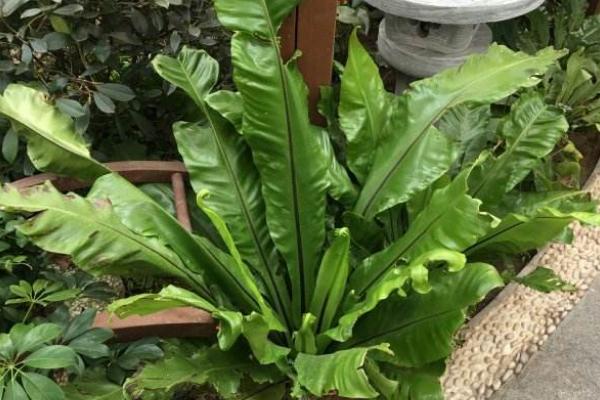鳥巢蕨不發芽怎么辦 鳥巢蕨繁殖方法