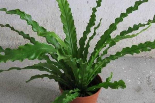 鳥巢蕨不發芽怎么辦 鳥巢蕨繁殖方法