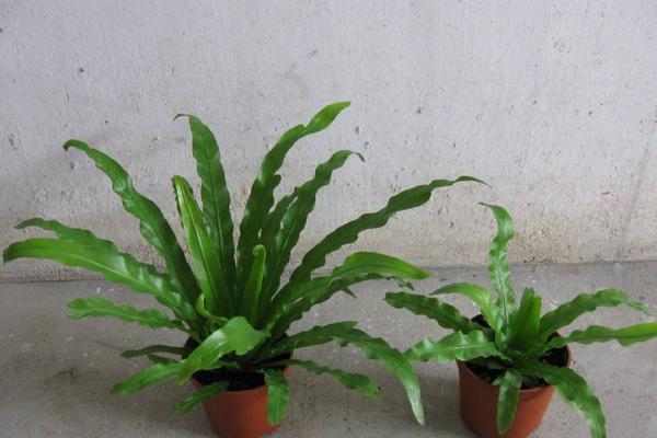 鳥巢蕨怎么養 鳥巢蕨養殖方法與注意事項